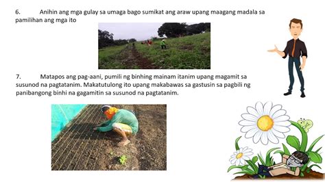 paraan ng pag-aani ng mga tanim na prutas at gulay